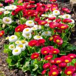 Fleurs - Pâquerette Tapis Varié - face recto